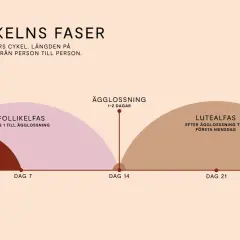 Diagram över menscykelns faser: mens, follikelfas, ägglossning och lutealfas. Lutealfas mående kan variera.