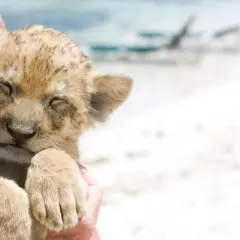 Sover lejonunge i någons famn, med en lugn våg i bakgrunden.