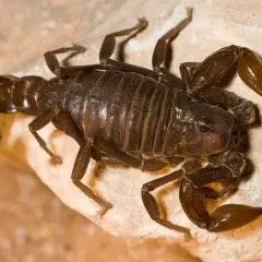 En mörk skorpion med böjd svans vilar på en ljus sten. Denna vattuman-liknande varelse är redo att slå till.