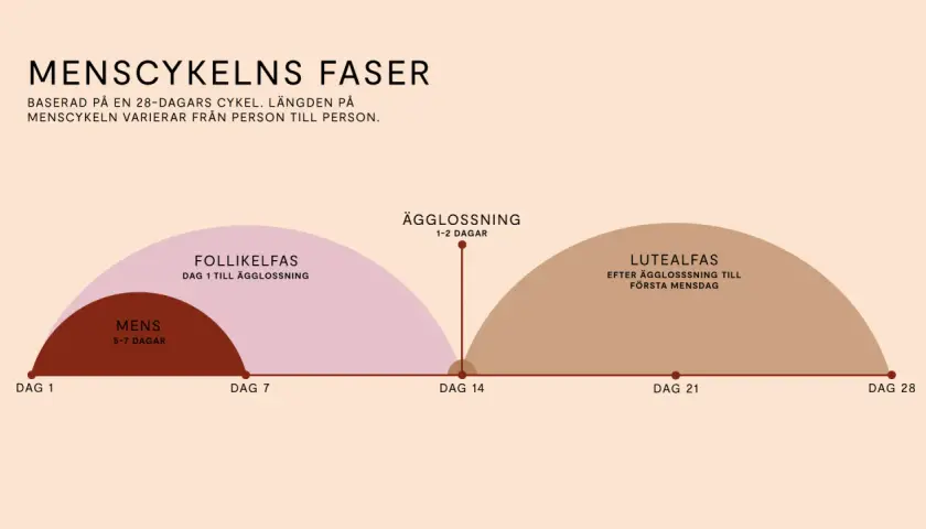 Diagram över menscykelns faser: mens, follikelfas, ägglossning och lutealfas. Lutealfas mående kan variera.