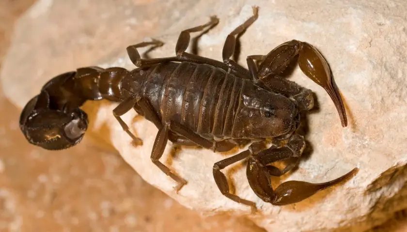 En mörk skorpion med böjd svans vilar på en ljus sten. Denna vattuman-liknande varelse är redo att slå till.