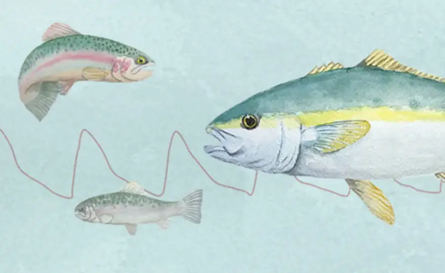 Vattuman och fisk - Hur fungerar deras relation egentligen?