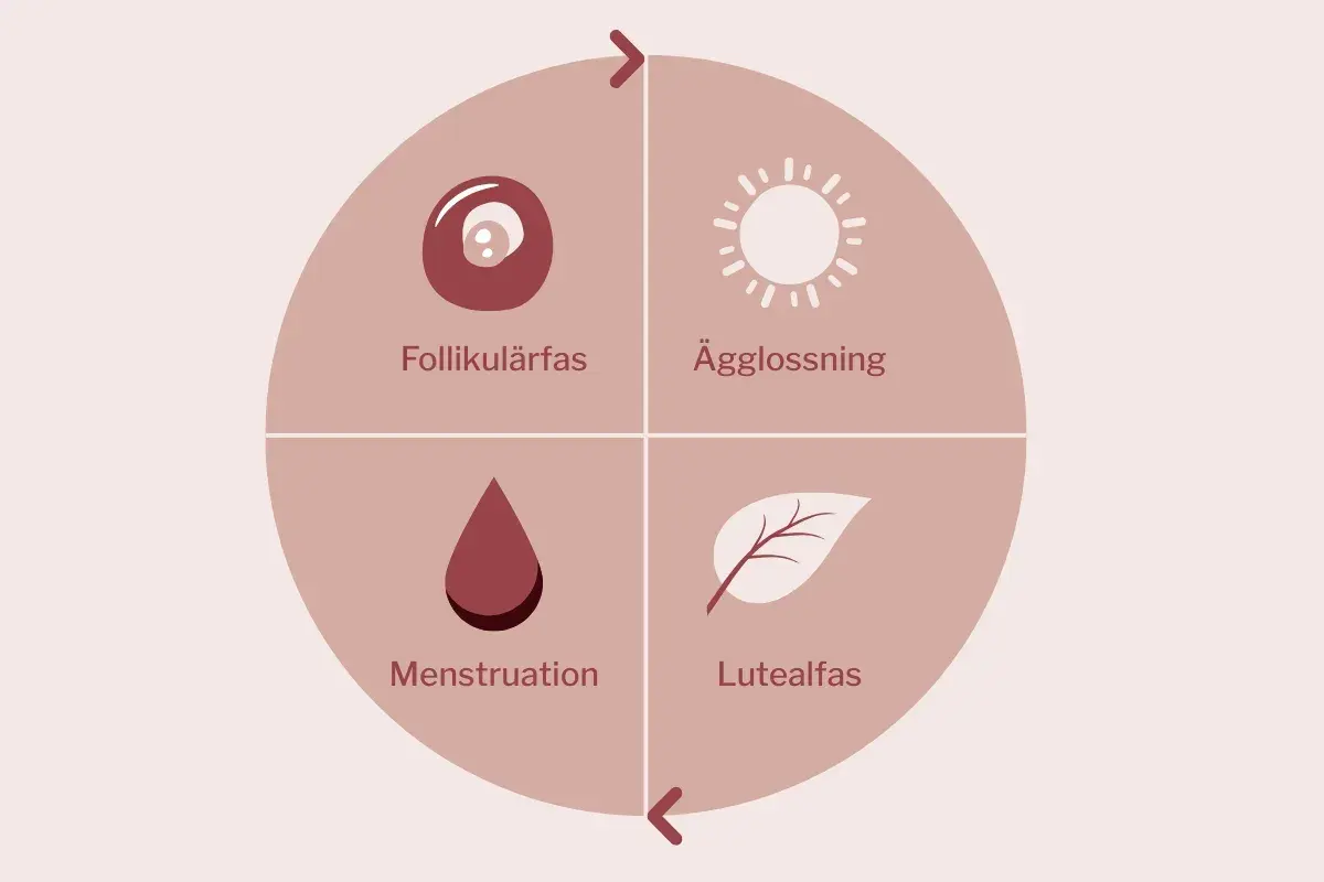 Diagram som visar menscykelns faser: follikulärfas, ägglossning, lutealfas och menstruation.