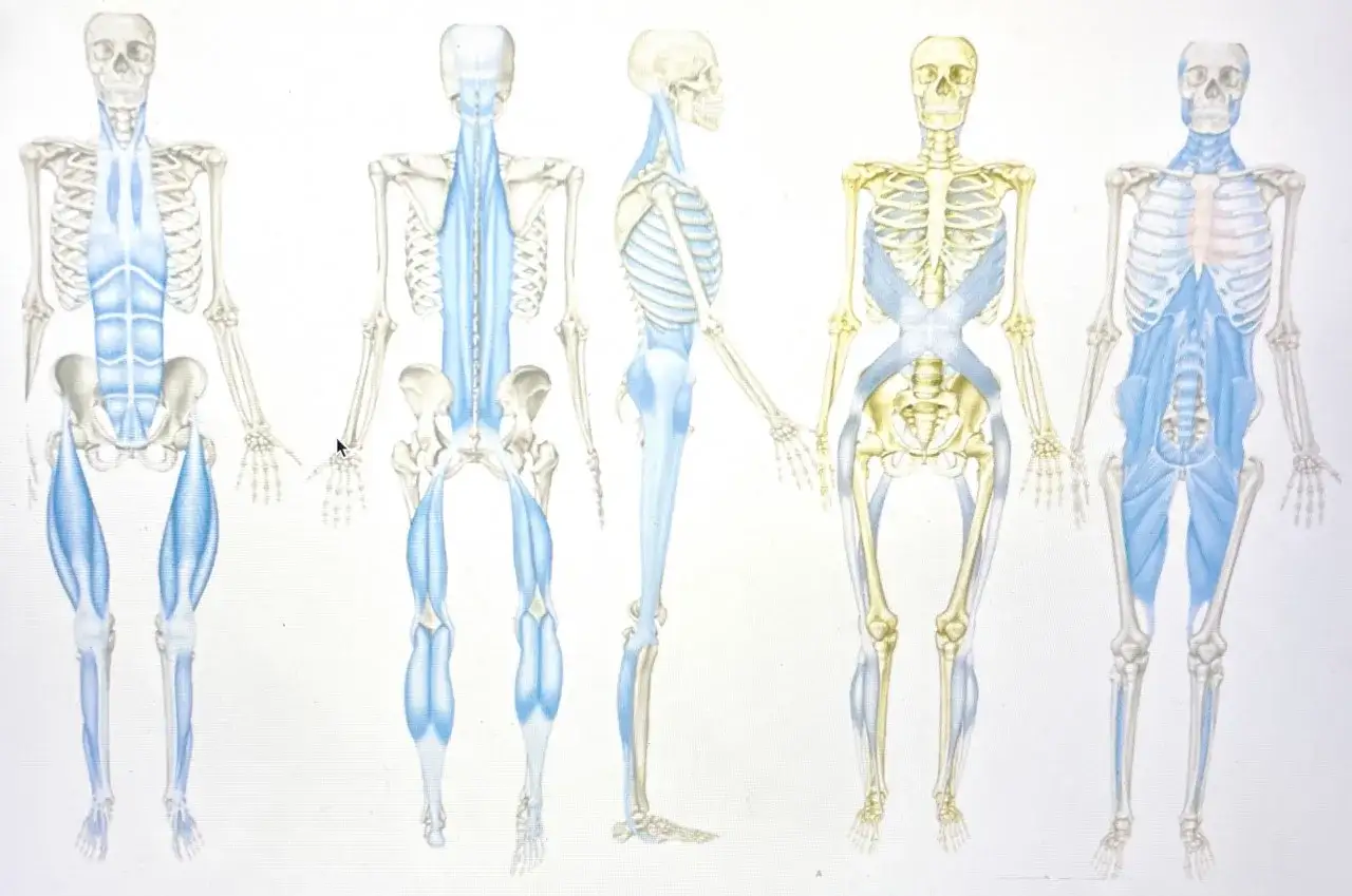 Anatomiska vyer av människokroppens muskler och skelett, illustrerar fasciautbildning.